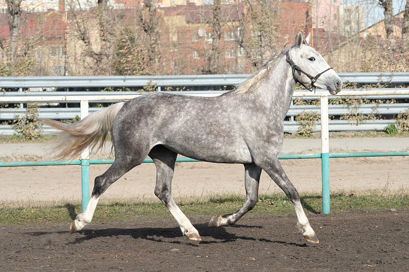 Купить серую лошадь - Камалия, цена: 400000 руб.